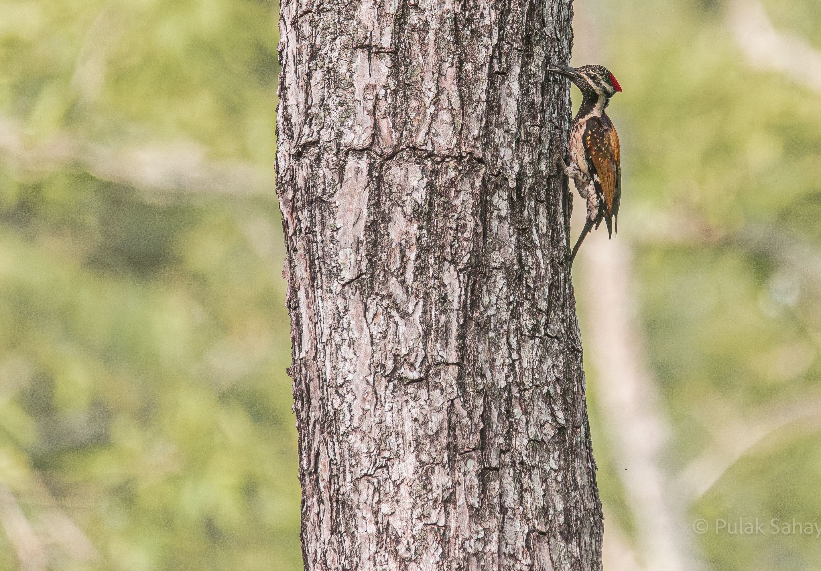 Woodpecker ready to peck